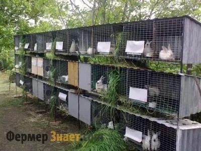 Кролівництво як бізнес бізнес-план ферми розведення кроликів (бізнес-план) Кролівництво як бізнес бізнес-план ферми розведення кроликів
