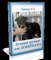 Курс дресирування добермана в домашніх умовах (порода доберман) Курс дресирування добермана в домашніх умовах