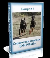 Курс дресирування добермана в домашніх умовах (дресіровка добермана) Курс дресирування добермана в домашніх умовах