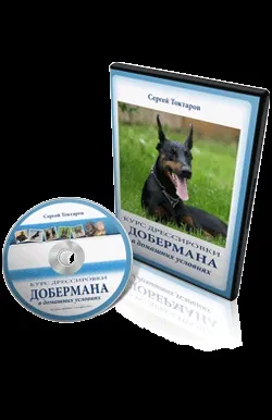 Курс дресирування добермана в домашніх умовах (доберман) Курс дресирування добермана в домашніх умовах