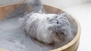 Купання шиншил, happy chinchilla (шиншил) Купання шиншил, happy chinchilla