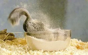 Купання шиншил, happy chinchilla (купання) Купання шиншил, happy chinchilla