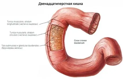 Курс лікування виразки 12-палої кишки від першого симптому (12-палої) Курс лікування виразки 12-палої кишки від першого симптому