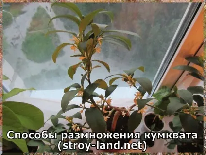 Кумкват - догляд в домашніх умовах
