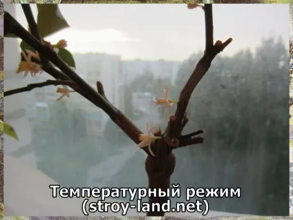Кумкват - догляд в домашніх умовах