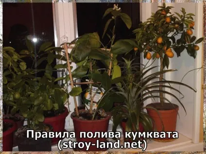 Кумкват - догляд в домашніх умовах