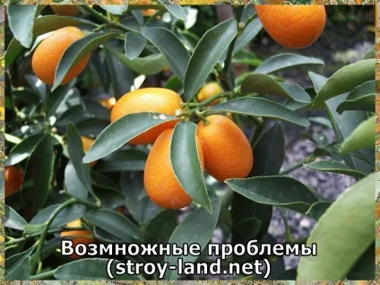 Кумкват - догляд в домашніх умовах