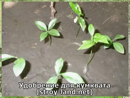 Кумкват - догляд в домашніх умовах