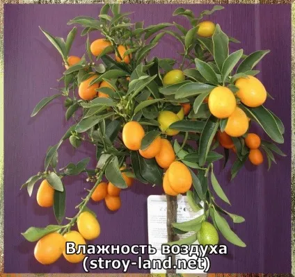 Кумкват - догляд в домашніх умовах