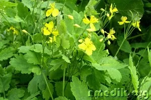 Лікування чистотілом хвороб носоглотки і ротової порожнини (чистотілом) Лікування чистотілом хвороб носоглотки і ротової порожнини