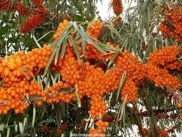 Лікування ерозії шийки матки народними засобами (лікування) Лікування ерозії шийки матки народними засобами