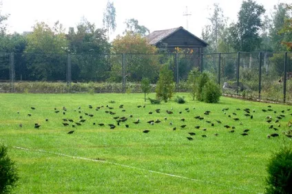 Landscape, собаки та інші тварини на вашому газоні (вашому) Landscape, собаки та інші тварини на вашому газоні