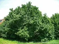 Ліщина звичайна - лікування травами, народна медицина (склянки рази день) Ліщина звичайна - лікування травами, народна медицина