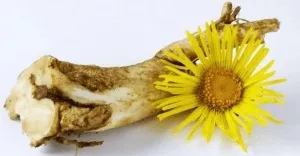 Лікарський оман для чоловіків (народні рецепти) Лікарський оман для чоловіків