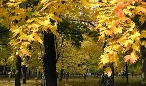 Лікування кленовим листям, здорове життя (захворювання людини) Лікування кленовим листям, здорове життя