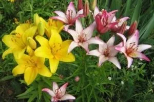 Лілії посадка і догляд у відкритому грунті - вирощуємо ніжну красуню на ділянці, люблю свій сад (лілії) Лілії посадка і догляд у відкритому грунті - вирощуємо ніжну красуню на ділянці, люблю свій сад
