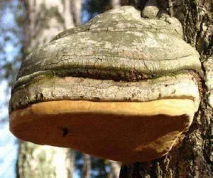 Лікування псоріазу народними засобами в домашніх умовах (фото) (домашніх) Лікування псоріазу народними засобами в домашніх умовах (фото)