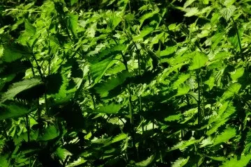 Лікування варикозу лопухом кращі бабусині рецепти (рецепти) Лікування варикозу лопухом кращі бабусині рецепти