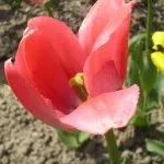 Цибулиння - лікар для рослин, мамині шпаргалочкі (настій цибулиння) Цибулиння - лікар для рослин, мамині шпаргалочкі
