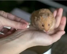 Лишай у хом'яка лікування (Види позбавляючи людину) Лишай у хом'яка лікування