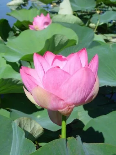 Лотоси вУкаіни побачити своїми очима (nelumbo caspica) Лотоси вУкаіни побачити своїми очима