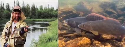 Ловля харіуса на спінінг оснащення, огляд блешень, техніка лову (техніка) Ловля харіуса на спінінг оснащення, огляд блешень, техніка лову
