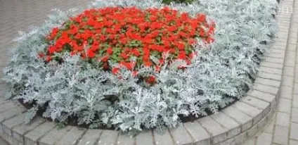 Кращі красиві клумби з однорічників секрети оформлювачів (багато рослин починають) Кращі красиві клумби з однорічників секрети оформлювачів