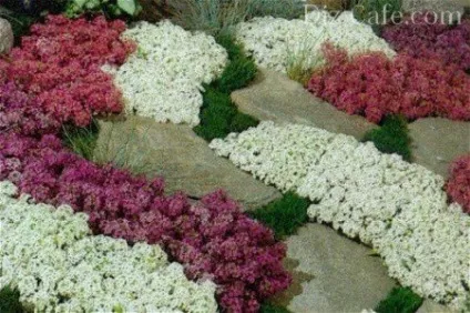 Кращі красиві клумби з однорічників секрети оформлювачів (багато рослин починають цвісти) Кращі красиві клумби з однорічників секрети оформлювачів