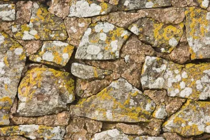 Лістоватие лишайники опис, характеристики, будова і особливості (опис) Лістоватие лишайники опис, характеристики, будова і особливості