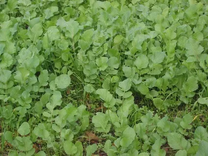 Кращі сидеральні культури (культури) Кращі сидеральні культури