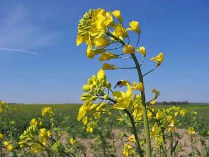 Кращі сидеральні культури (збагачує грунт азотом) Кращі сидеральні культури