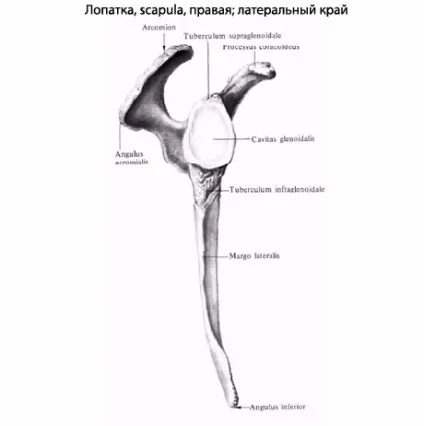 Лопатка людини, анатомія лопатки, будова, функції, картинки на eurolab (transversum scapulae superius) Лопатка людини, анатомія лопатки, будова, функції, картинки на eurolab