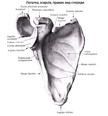 Лопатка людини, анатомія лопатки, будова, функції, картинки на eurolab (лопатка) Лопатка людини, анатомія лопатки, будова, функції, картинки на eurolab
