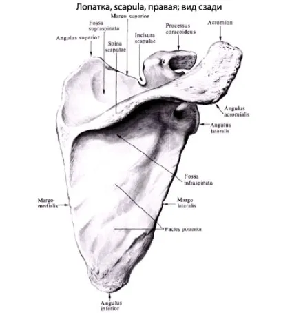 Лопатка людини, анатомія лопатки, будова, функції, картинки на eurolab (transversum scapulae superius) Лопатка людини, анатомія лопатки, будова, функції, картинки на eurolab