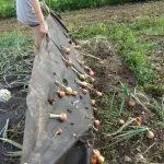 Лук порей вирощування і догляд в сибіру, сорти (сибіру) Лук порей вирощування і догляд в сибіру, сорти