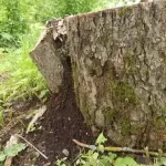 Цибулиння - лікар для рослин, мамині шпаргалочкі (настій цибулиння) Цибулиння - лікар для рослин, мамині шпаргалочкі
