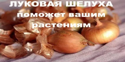 Цибулиння допоможе вашим рослинам, корисні поради (допоможе) Цибулиння допоможе вашим рослинам, корисні поради