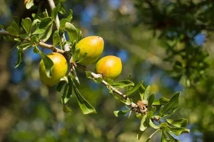 Марокканські кози пасуться на деревах, в дорогу!