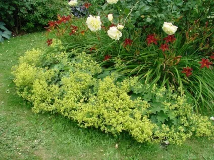Манжета лікувальні властивості, фото і види, посадка і догляд за травою (манжетка) Манжета лікувальні властивості, фото і види, посадка і догляд за травою