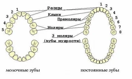 Скільки зубів має бути у дорослої людини кількість і назви