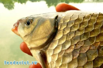 Скільки живе карась - ловля на фідер (карась) Скільки живе карась - ловля на фідер