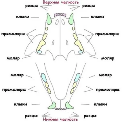 Скільки зубів у дорослої кішки, а також гігієна і профілактика зубних хвороб