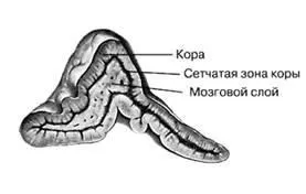 Медицина, здоров'я гормони надниркових залоз, реферат (наднирників) Медицина, здоров'я гормони надниркових залоз, реферат