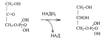 Метаболізм ацетил-коензиму а
