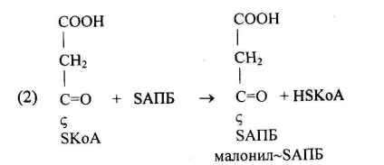 Метаболізм ацетил-коензиму а