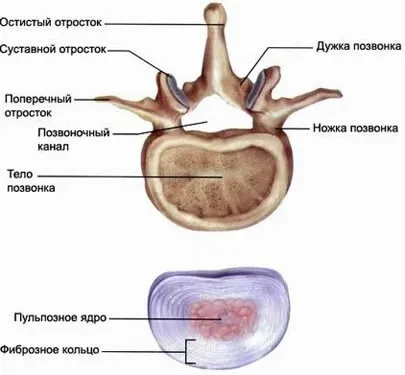 Міжхребцевий диск, фіброзне кільце, волокна фіброзного кільця (диск) Міжхребцевий диск, фіброзне кільце, волокна фіброзного кільця