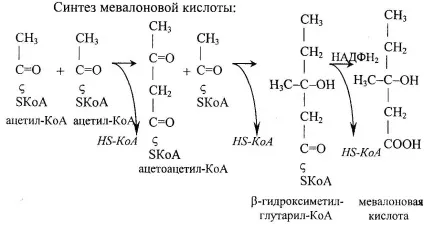 Метаболізм ацетил-коензиму а
