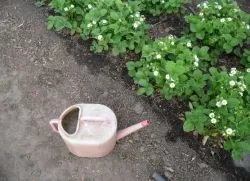 Чи можна поливати полуницю під час цвітіння (полуницю) Чи можна поливати полуницю під час цвітіння