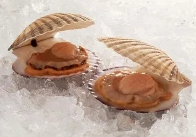 Морські гребінці