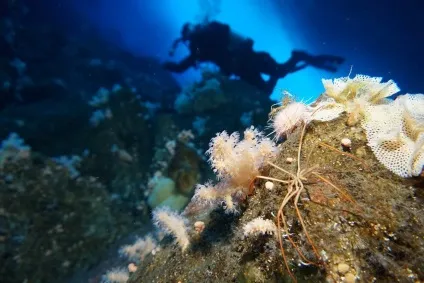 Морські павуки дихають за допомогою (морські) Морські павуки дихають за допомогою
